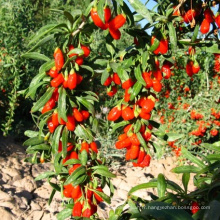 BON GOJI CHINOIS BON QUALITÉ PRIX BAS